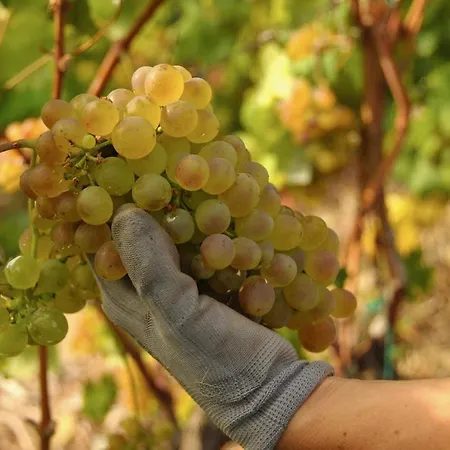 La Casa Del Podere *